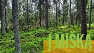 Į Mišką