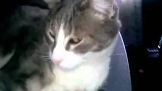Gatto cotto