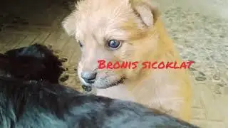 ANJING KU CERAI NYUSU😱