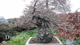 Jean Paul Polmans Bonsai Garden 2016