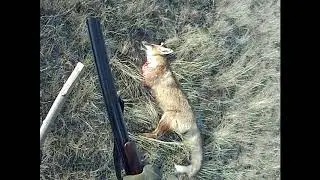 Попалась плутовка лиса
