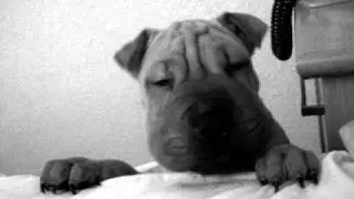 Rony shar pei cachorro