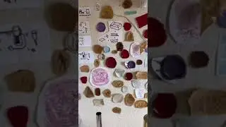 video5201676433109310913