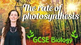 The Rate of Photosynthesis - GCSE Biology