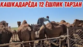 КАШКАДАРЁДАГИ 12 ЁШЛИК ТАРЗАН