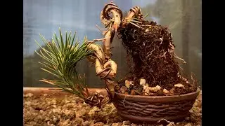 Patricia O'Connor, The Bonsai Balcony: First pot for a Mame Cascade Blackpine.