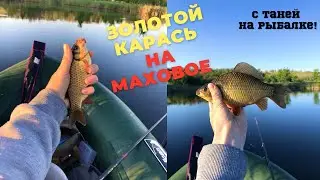 БОЛОТО КИШИТ ЗОЛОТЫМ КАРАСЕМ!