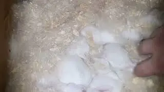 Загорелся крольчатник