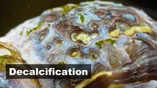 Gotta give snails calcium! | Rabbit snails | Feeding skills | 4K