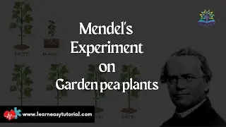 Mendel monohybrid and dihybrid Experiment of garden pea plants with key points to write the answer