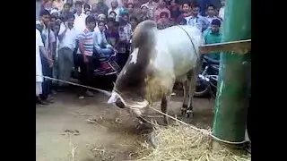 #Angrybull2020 #Eid ul Adha #qurbani Very Funny Qurbani Animals Kicks ll out of