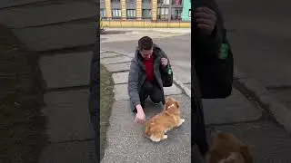 😍Corgi meets daddy! Maggie is the most lovable dog💖 #dog #animal #animals #shorts