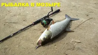 Рыбалка в Мозыре.  Рыбалка на р.Припять и не только .