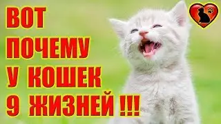 Why do Cats have 9 Lives!? Where did this belief come from?