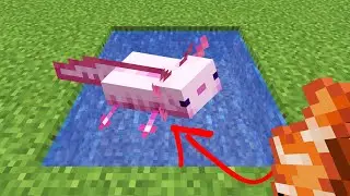 what do axolotls eat in minecraft