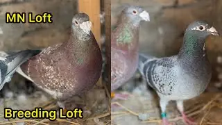 Breeding pairs of Racing Pigeons at MN Loft | Racer Pigeon | Kalapati