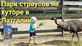 Парк СТРАУСОВ на хуторе в латгалии.