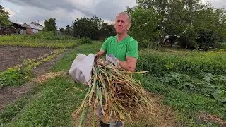 Уборка чеснока. Заморозили ягоды. Доработка ванной комнаты. Помыли собаку.