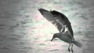 Herring Gull (Larus argentatus) Szántód, Lake Balaton