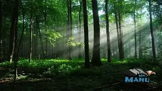 Relaxing Music - Sleep Music - Flute Music