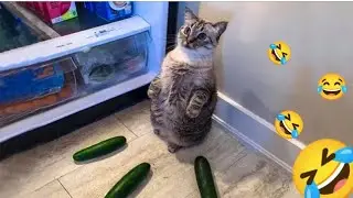 Cat Respect #amazing - #respect - #tiktok - #facebook