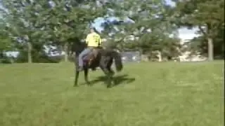 Gaited Morgan horse www.missourimorgans.com Caduceus Moses
