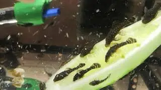 Свежий огурец и мальки