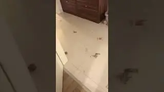 Yaramaz köpek videosu ( sürprizli )