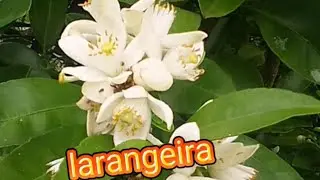 AO VIVO COM OS AMIGOS FIEL
