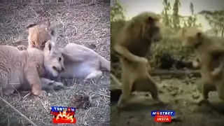 love story 🦁 lion.!