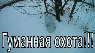 Охота на зайца.Гуманная охота!!!/Hunt for a hare.Humane hunting !!!