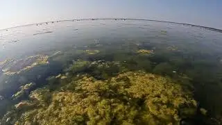 Балтійське море. Естонія. Риба на мілині.