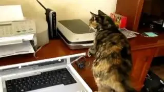 ТОП 5  Смешные Коты и Принтеры #2