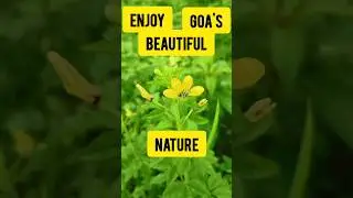 👇👇#enjoy #goa #beautiful #nature