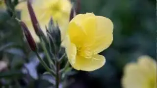 Лунный цветок