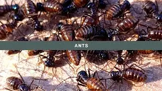 Ants ||Nature Life||
