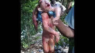 5 Criaturas Misteriosas Capturadas por Câmeras