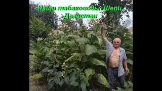 Наши табаководы. Видео от Шепи. Дагестан.