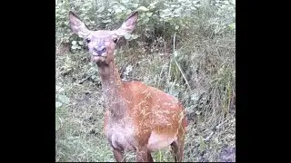 Фотоловушка на лесной тропе