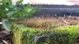 Grass-like plant or fungi growing on an old block of wook