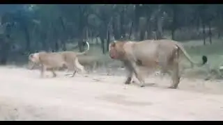 Lion's Miting video | #short