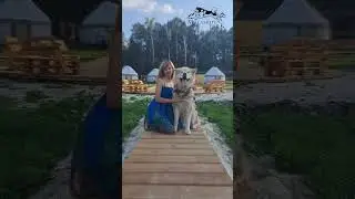 Какие Секреты красоты ?  Маламут Баламут #alaskanmalamute #россия #путешествия