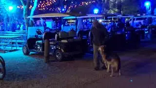 Loki Working Off Leash in Noisy Area - 