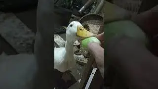 CIO BEBEK PEKING MAKAN TIMUN