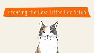 Creating the Best Litter Box Setup | Pet Parenting 101