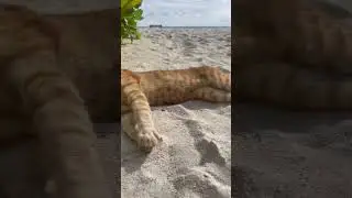Котики на Мальдивах #maldives #cats #maldivesbeach