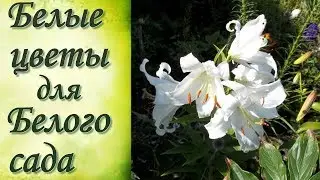 Белые цветы для  белого цветника