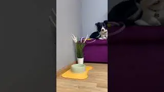 Обзор на миску для собаки