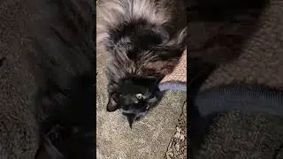 Epic Dragon - Kitty