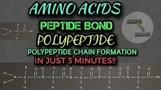 AMINO ACIDS|| PEPTIDE BOND|| POLYPEPTIDE|| POLYPEPTIDE CHAIN FORMATION